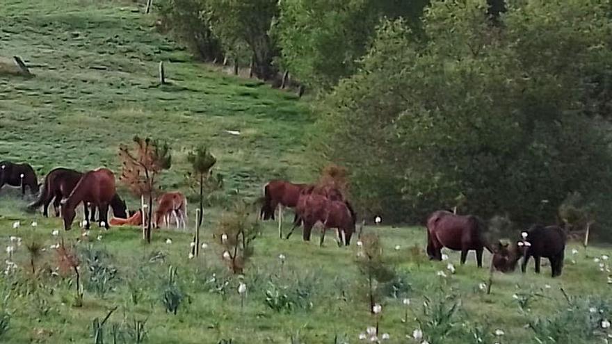 Un grupo de caballos pastan en una de las fincas de la zona.