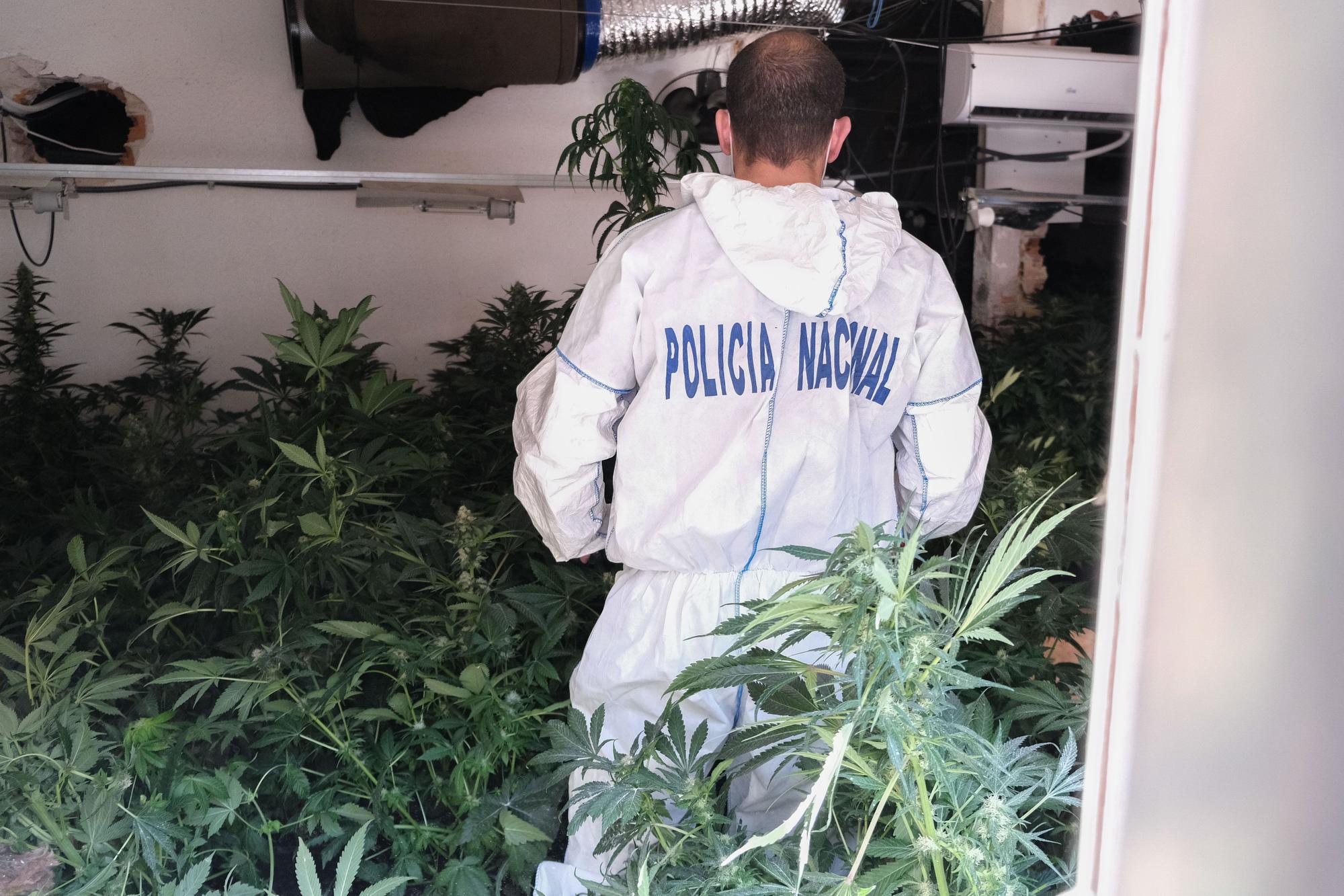 El incendio en una vivienda de Elda permite descubrir una plantación de marihuana