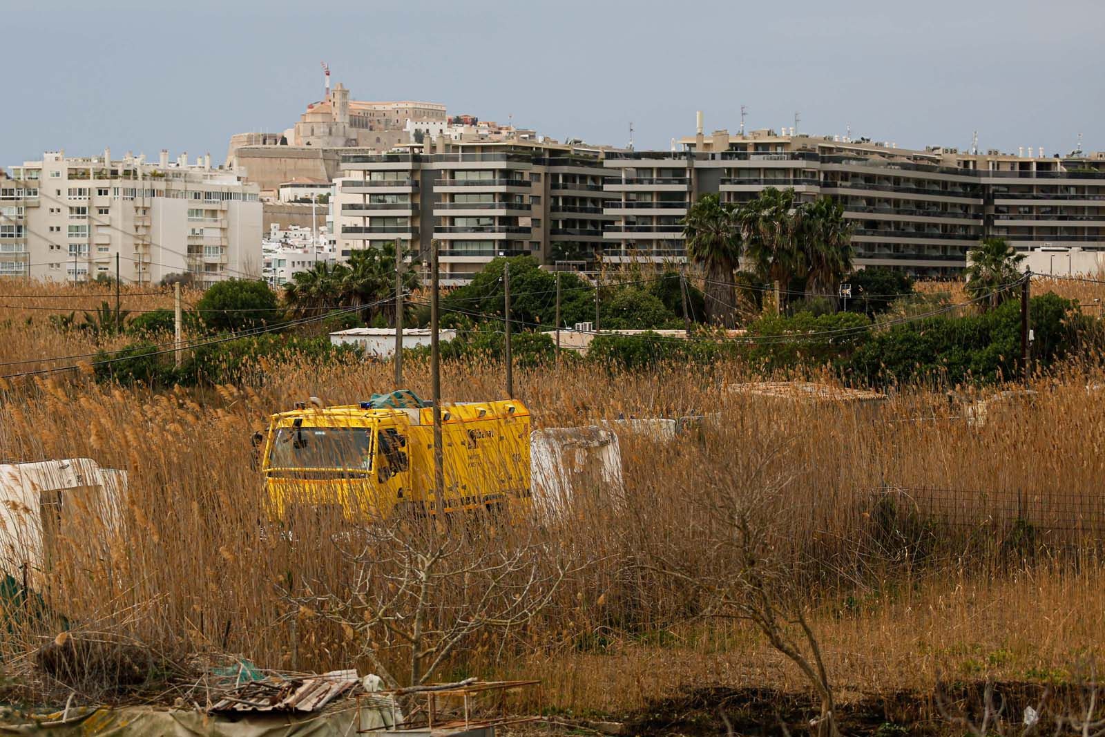 Arden 1500 metros cuadrados de cañaveral en Ibiza