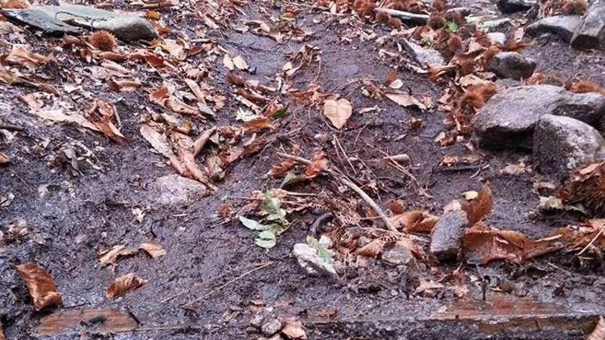 Una imagen de la trampa camuflada en el monte. // Masa Crítica