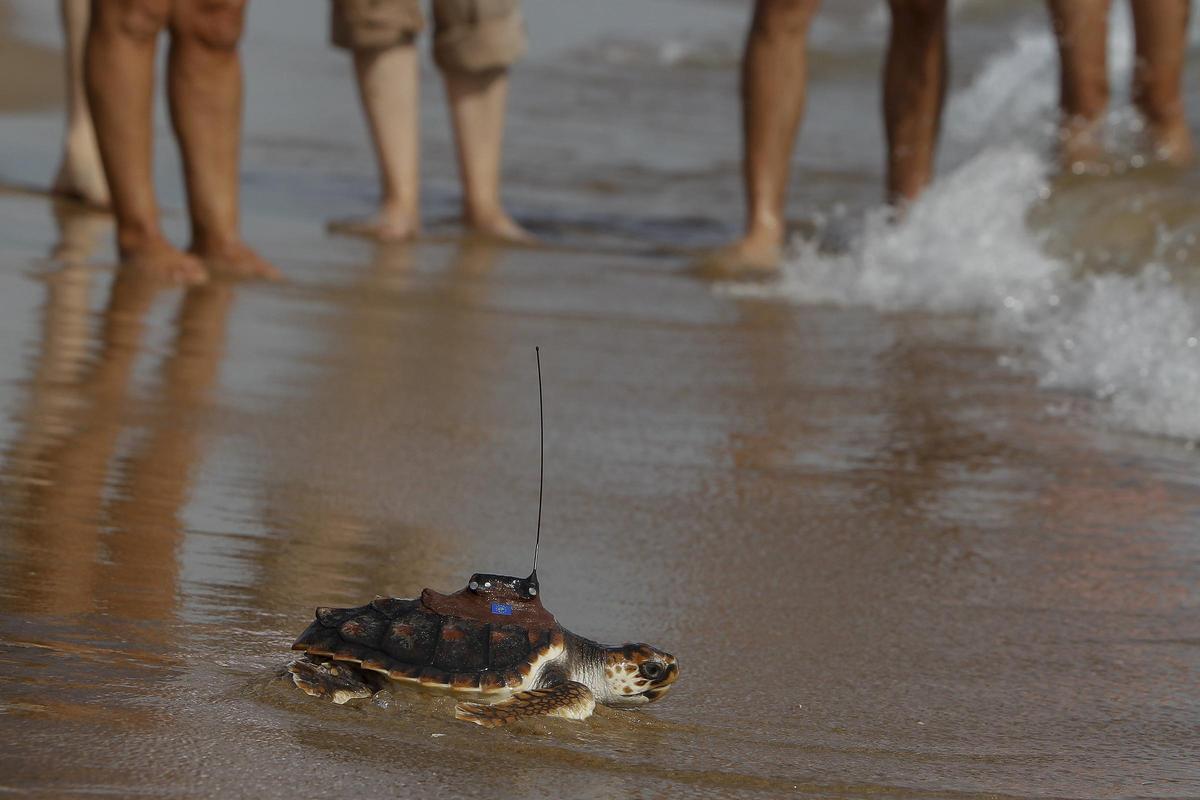 Suelta de los pequeños ejemplares de tortuga marina