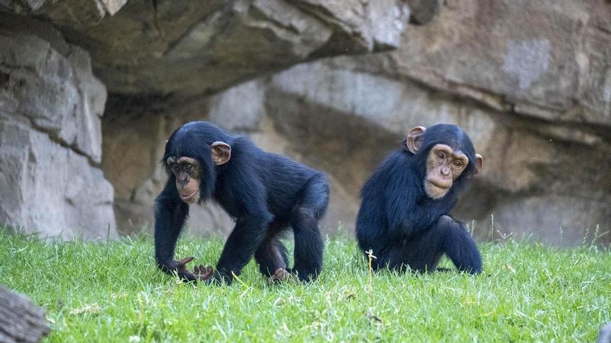 El Bioparc estudiará el comportamiento animal durante el eclipse de sol