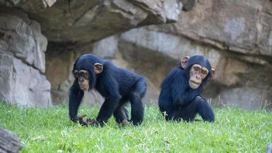 El Bioparc estudiará el comportamiento animal durante el eclipse de sol