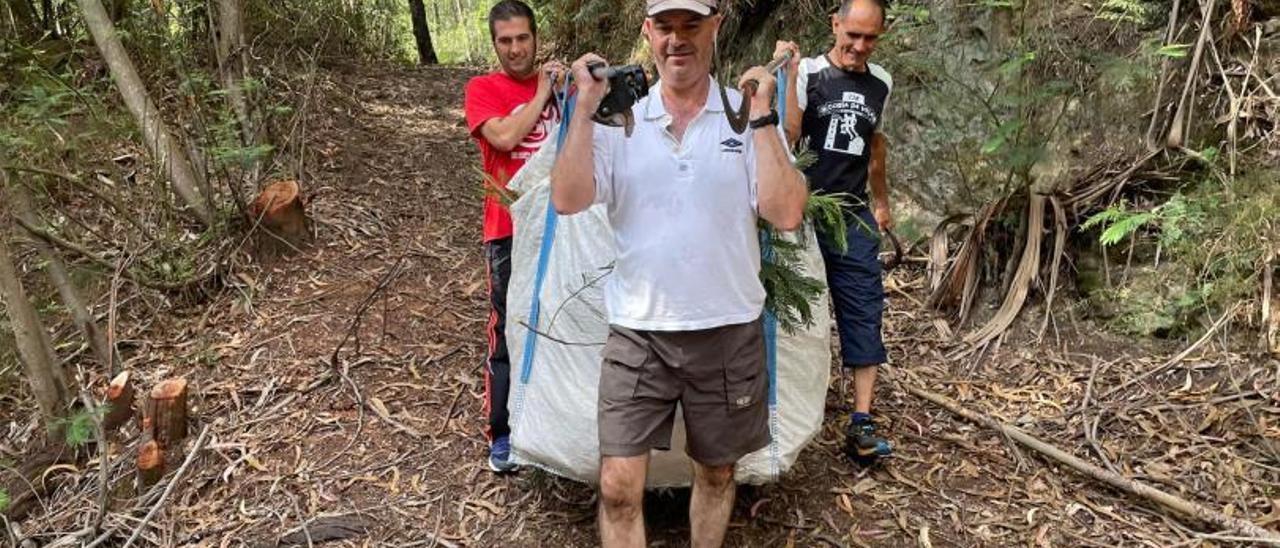 Félix Juncal, Xosé Leal y Ricardo Verde regresan del monte cargados con mimosa para las alfombras del Corpus.