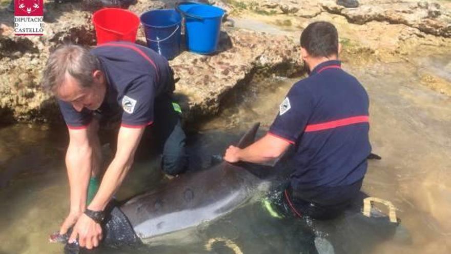 Rescatan un delfín varado en Benicarló