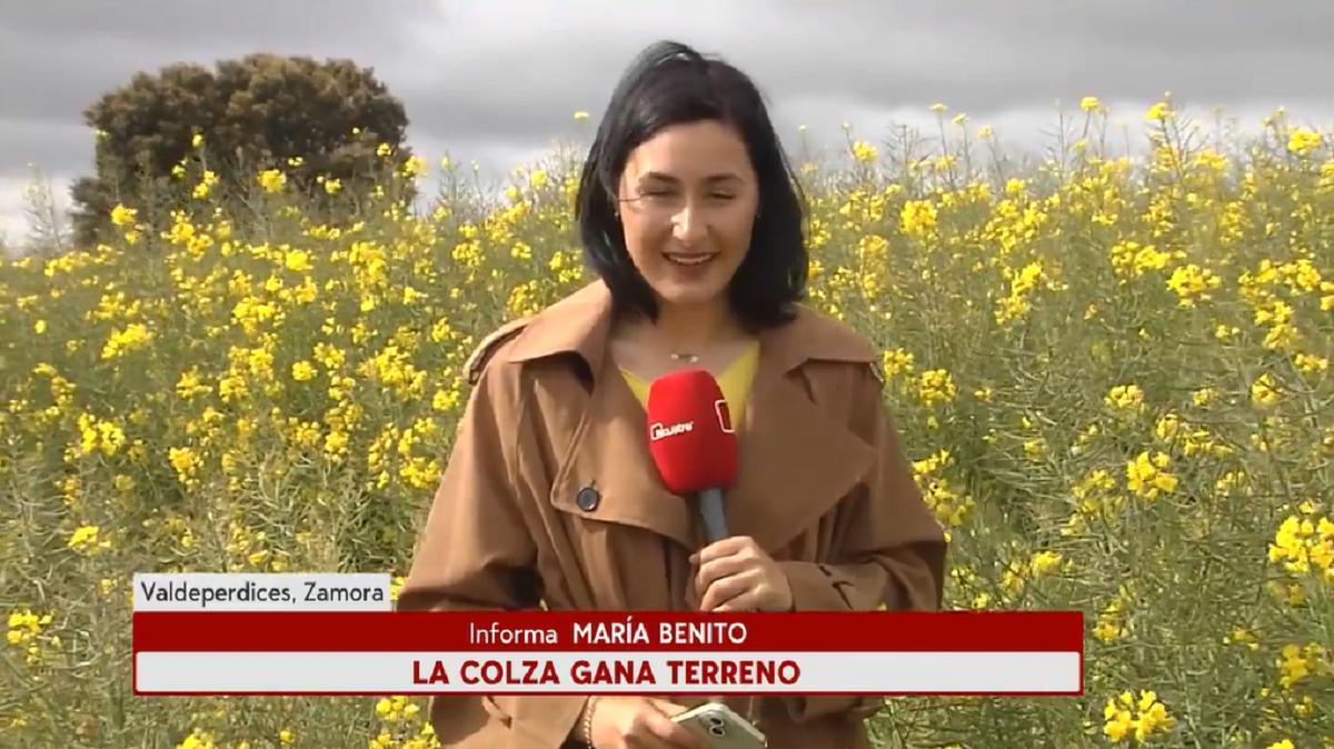 Los campos de colza de Zamora, en Noticias Cuatro