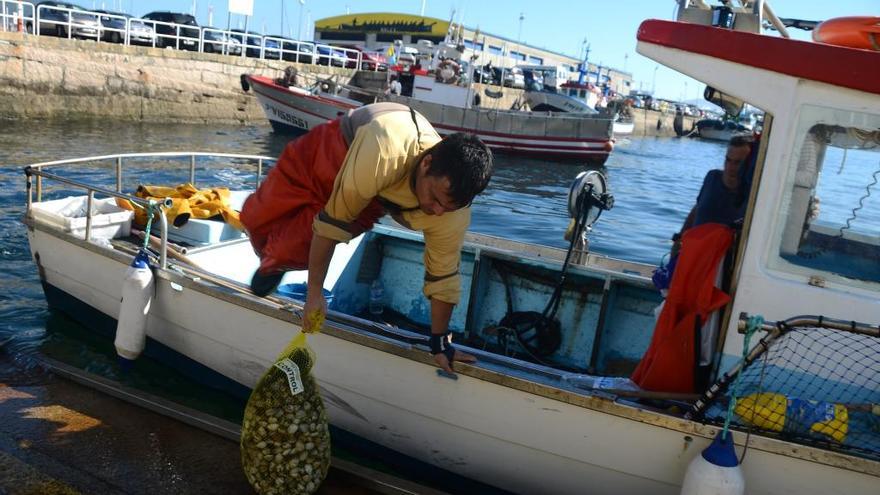 Descarga de almeja, esta mañana, en el muelle moañés de Samertolaméu. // G.N.