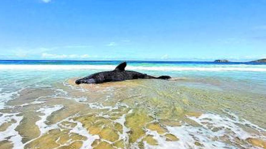 La cría de tiburón peregrino que apareció ayer por la mañana en la playa de Doniños.   | // LA OPINIÓN