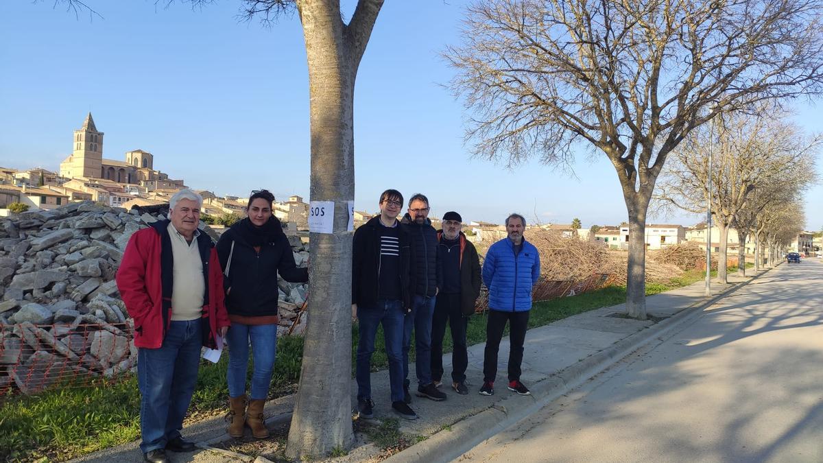 Miembros de Més per Sineu junto a uno de los almeces del vial amenazados por las obras municipales.