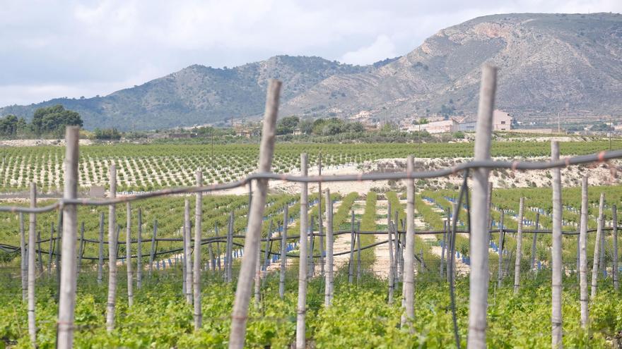 Aspe pide al Gobierno una rebaja del IRPF a los agricultores de uva de mesa del Vinalopó