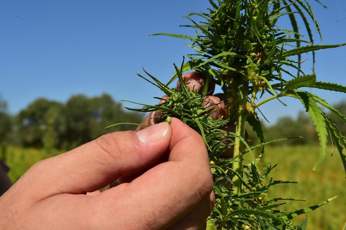 Detalle de las semillas de una de las plantas de cáñamo, que se utilizarán para la industria alimentaria y la extracción de aceites esenciales.