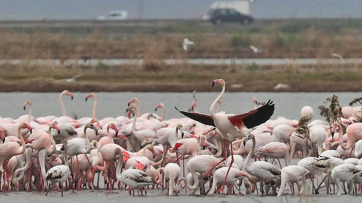 Los flamencos paran un año más en el lago de l’Albufera | J.M. LÓPEZ