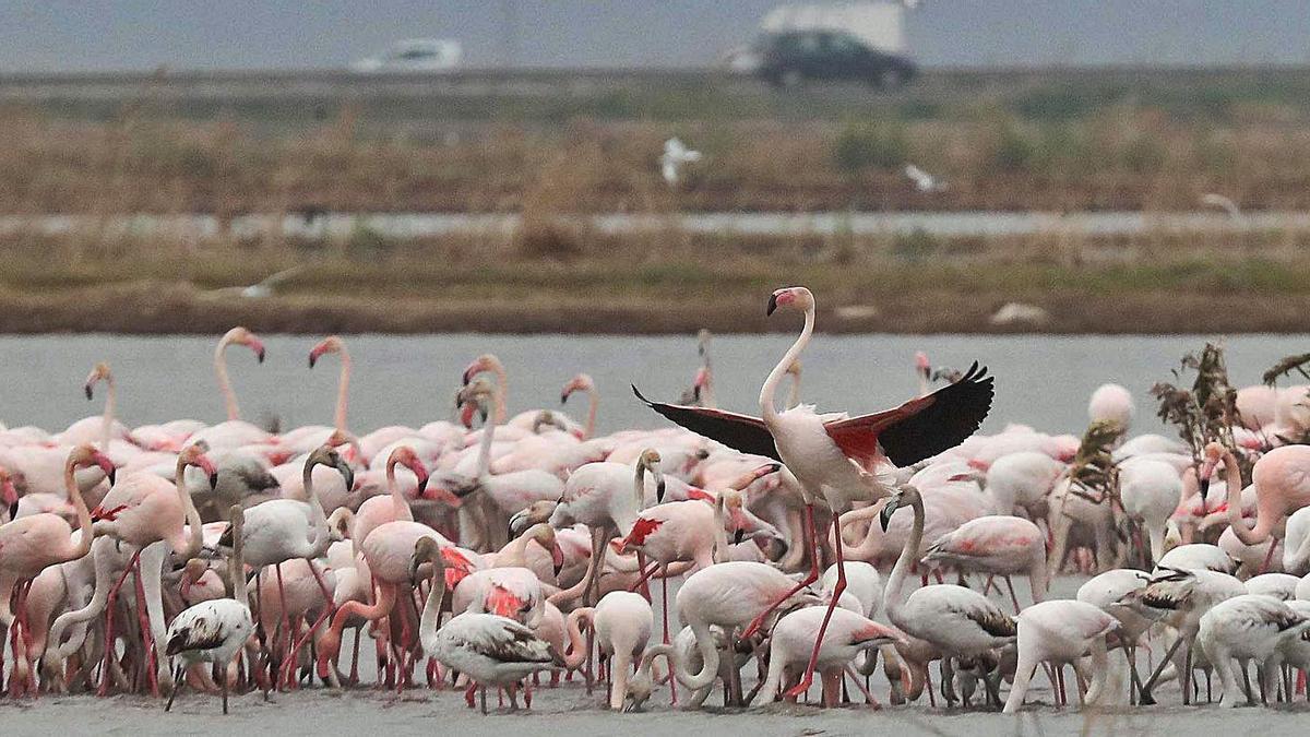 Los flamencos   paran un año más en el lago de l’Albufera | J.M. LÓPEZ