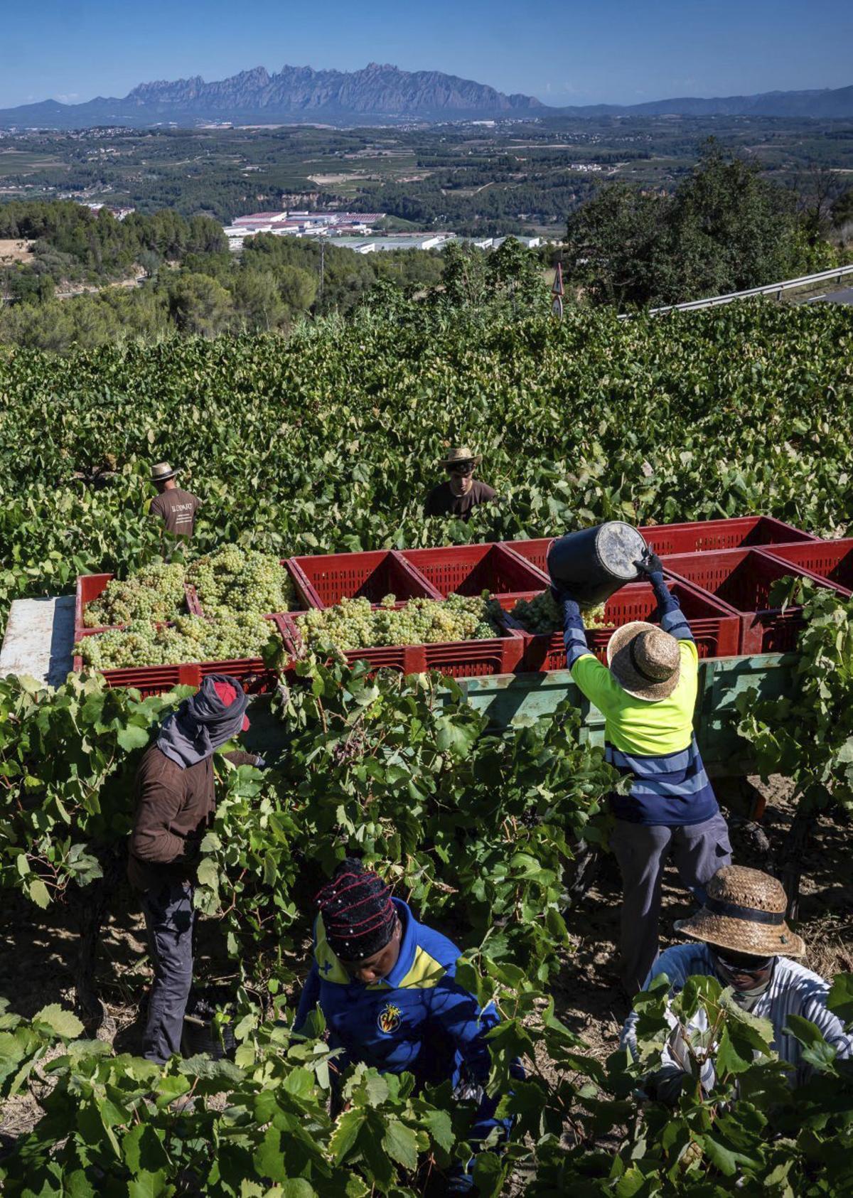 Un grup de treballadors recullen raïm al Penedès.