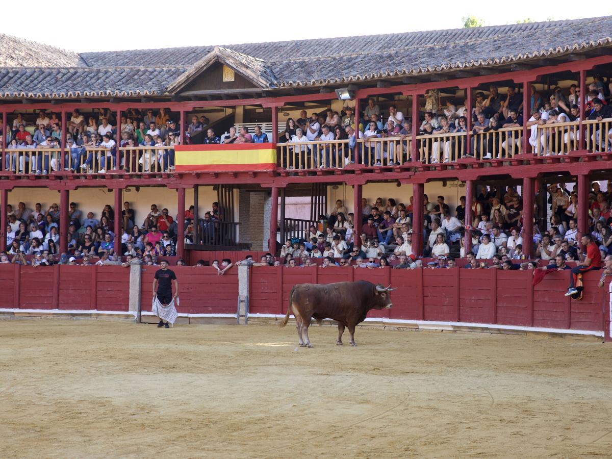 Toro del Cajón, San Agustín 2026