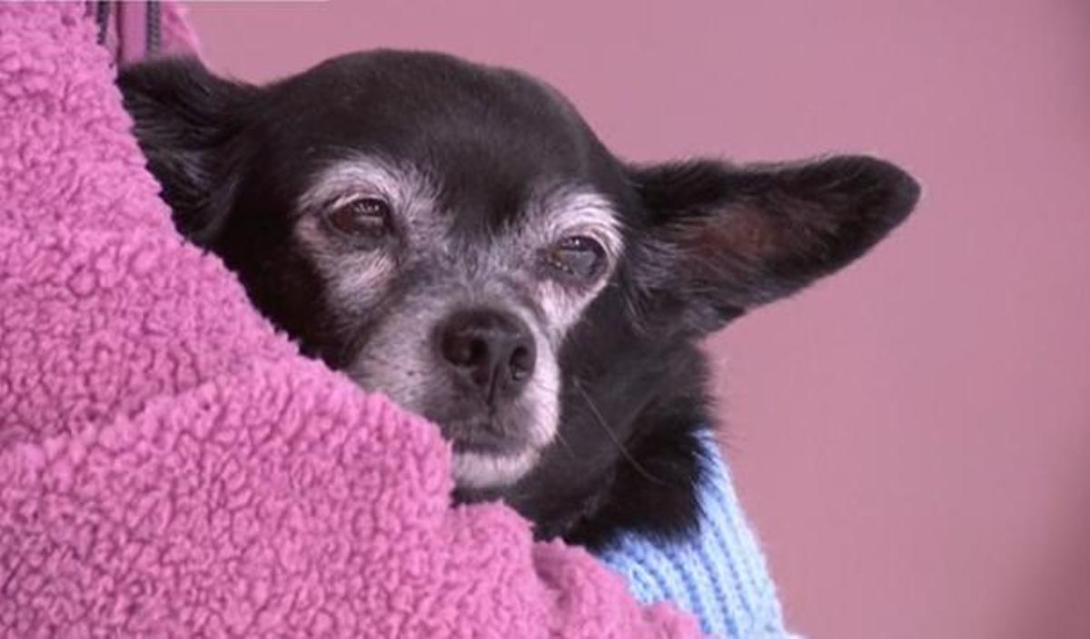 Mulán. la perrita de Consuelo