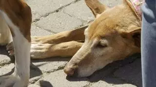Al menos tres perros mueren en Vila-real por presunto envenenamiento en el jardín de Jaume I