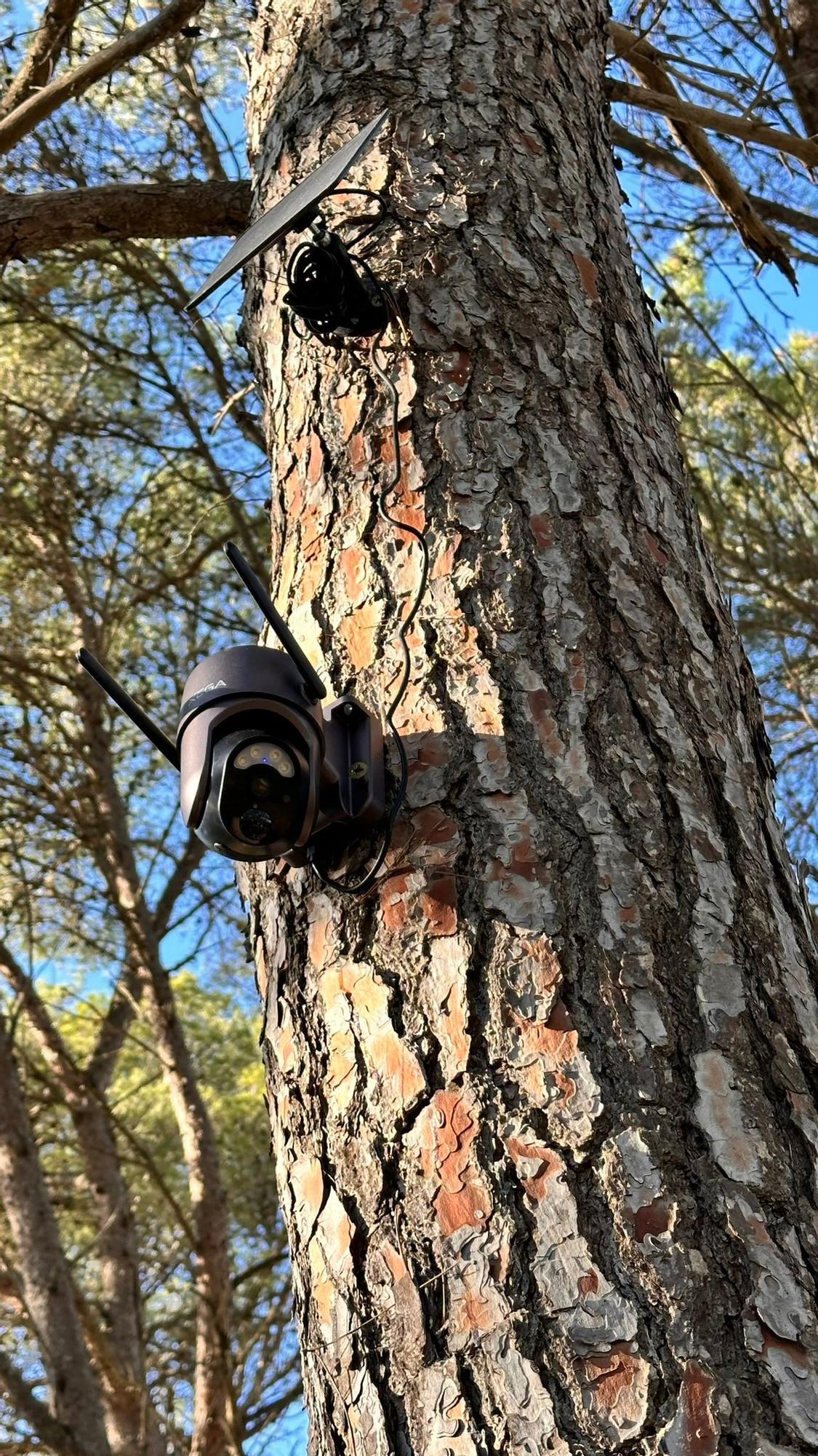 Auch Kameras sind an einem Baumstamm aufgehängt.