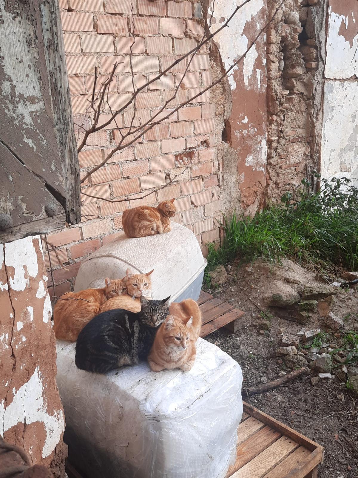 Cinco de los ejemplares descansando en la parcela antes del incidente.