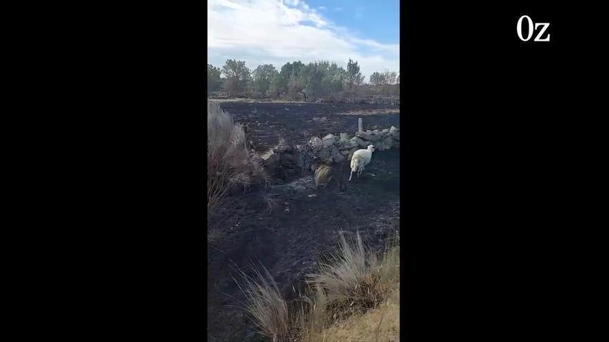 La oveja perdida entre las cenizas del incendio en Mámoles que conmueve a todo Sayago