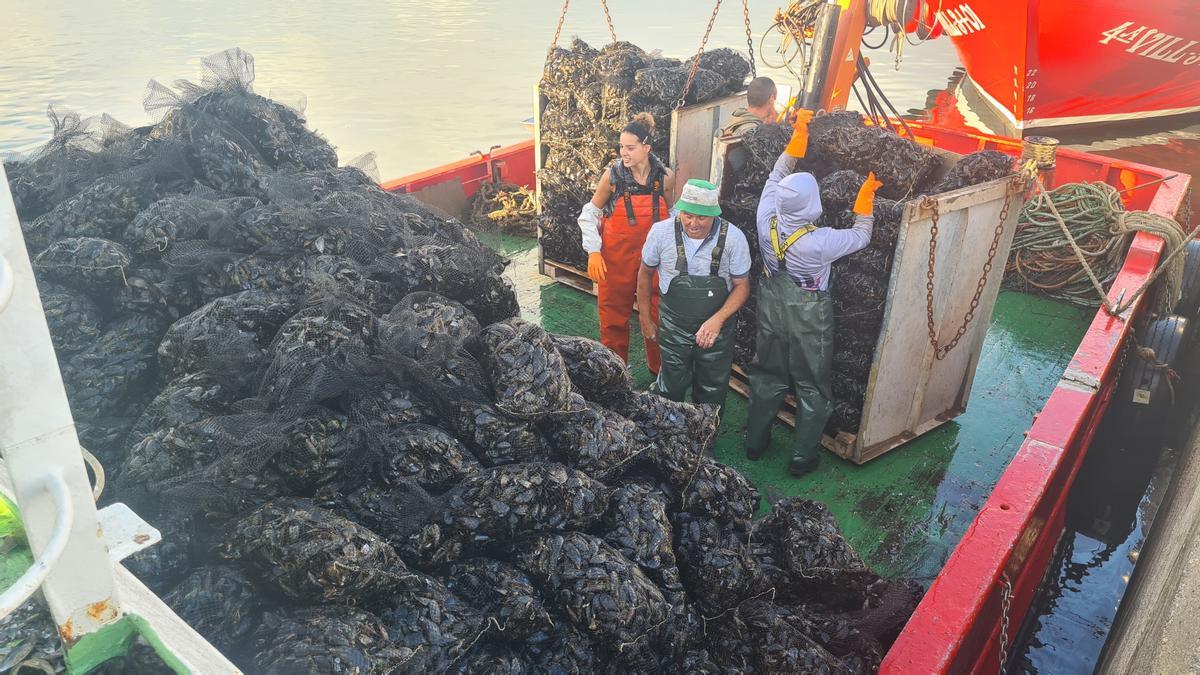 Una joven bateeira descargando sacos de mejillón en Vilanova.