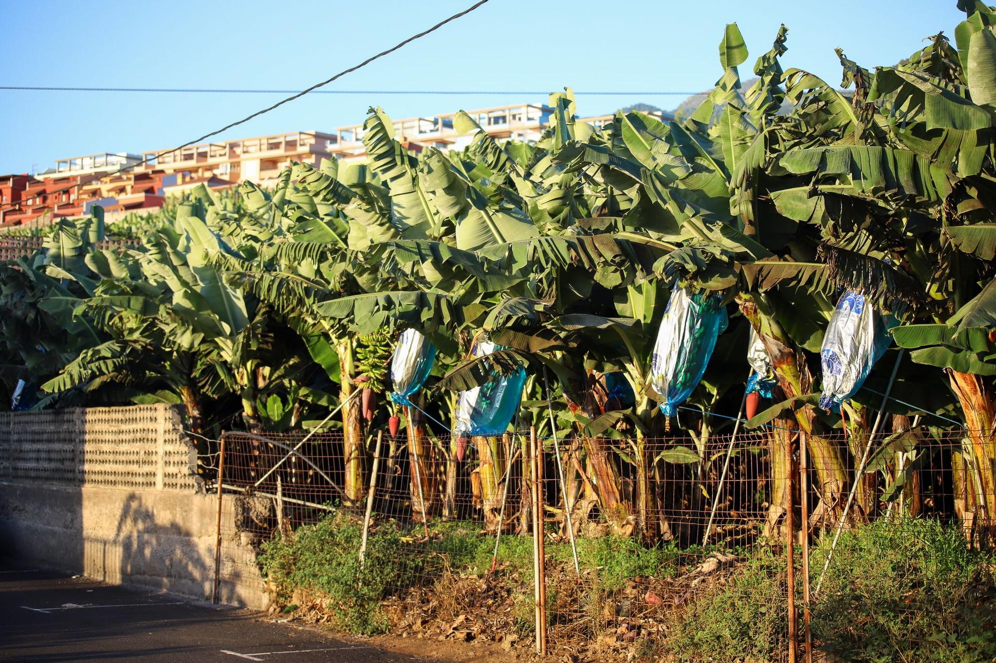 Cultivos de plátanos en La Palma