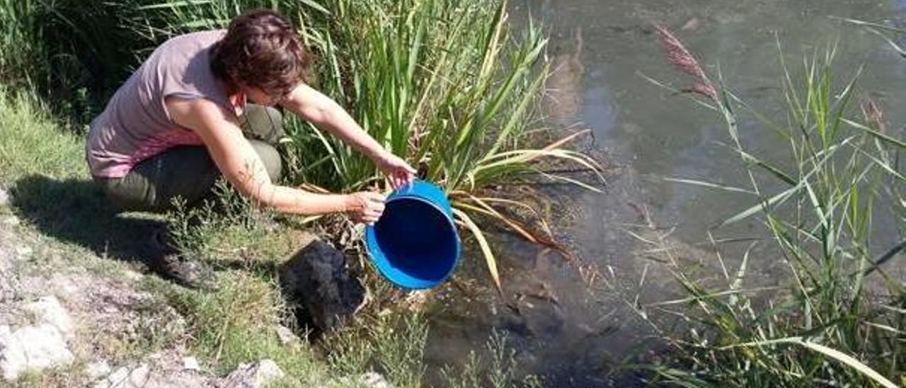 La extinción de las anguilas obliga a repoblar el marjal