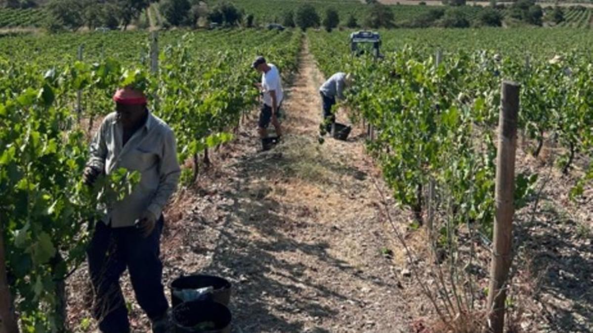 Treballadors de Mas Llunes, aquest dijous en el primer dia de verema.