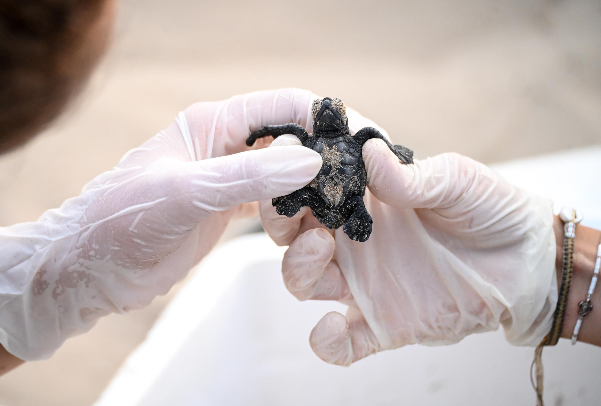 Gran expectación en Arenales del Sol por la suelta de 57 tortugas bobas recién nacidas