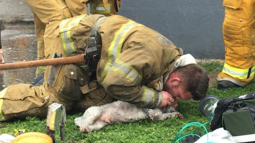 Un bombero salva a un perro tras hacerle el boca a boca durante 20 minutos