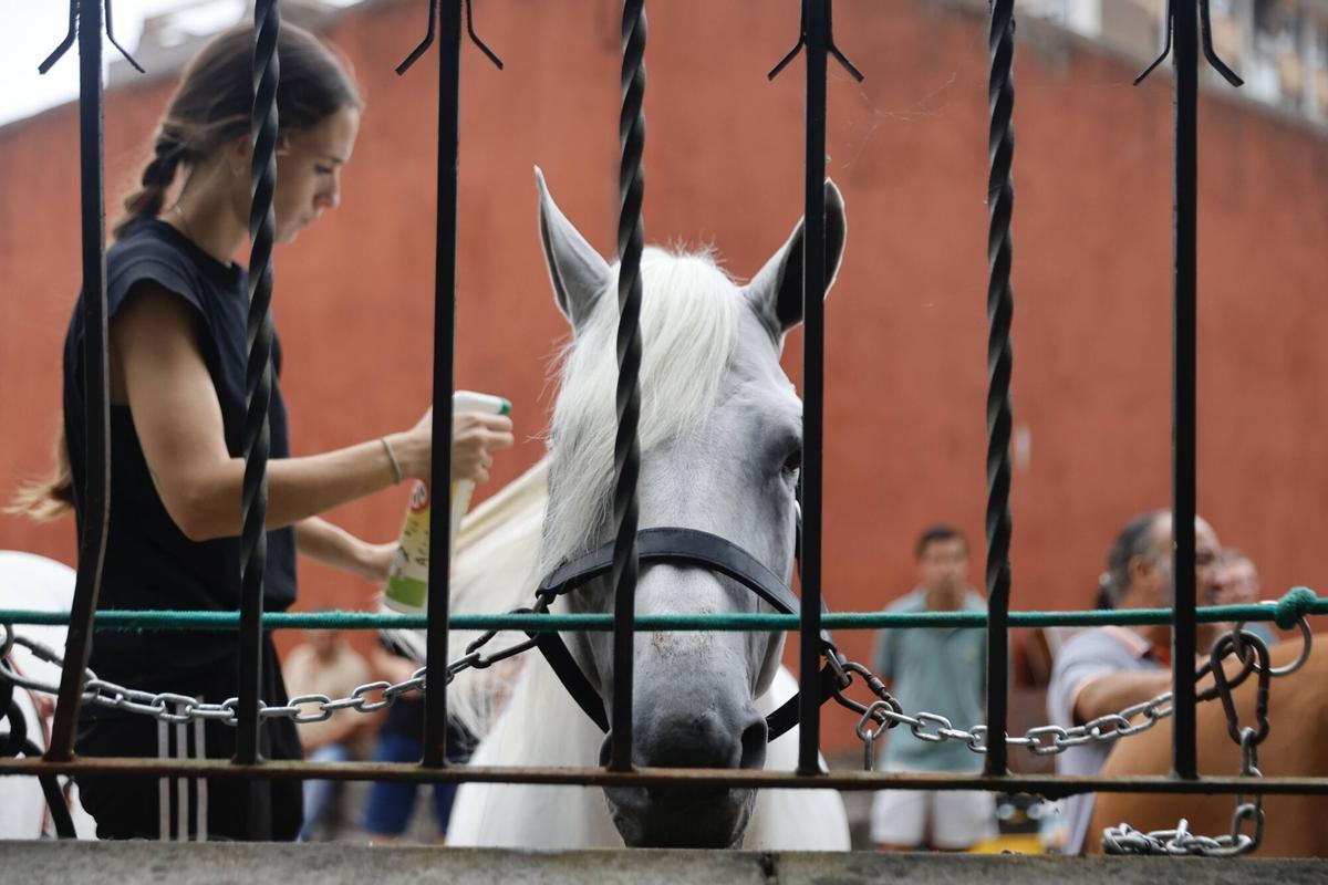 El Bibio, reportaje con los caballos de rejones. Cómo los preparan para la corrida El Bibio, reportaje con los caballos de rejones. Cómo los preparan para la corrida