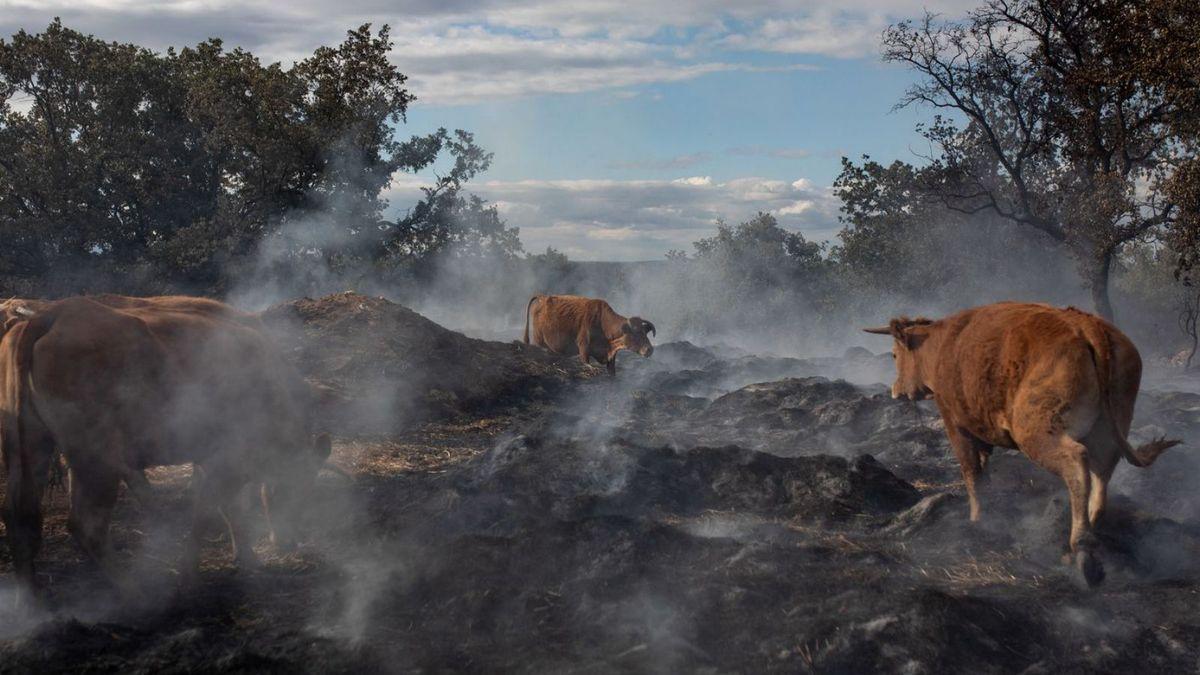 Varias vacas cruzan por un terreno calcinado.