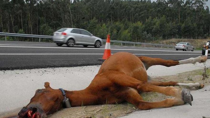 Un caballo en el arcén de una carretera tras ser arrollado por un vehículo. / c. giménez
