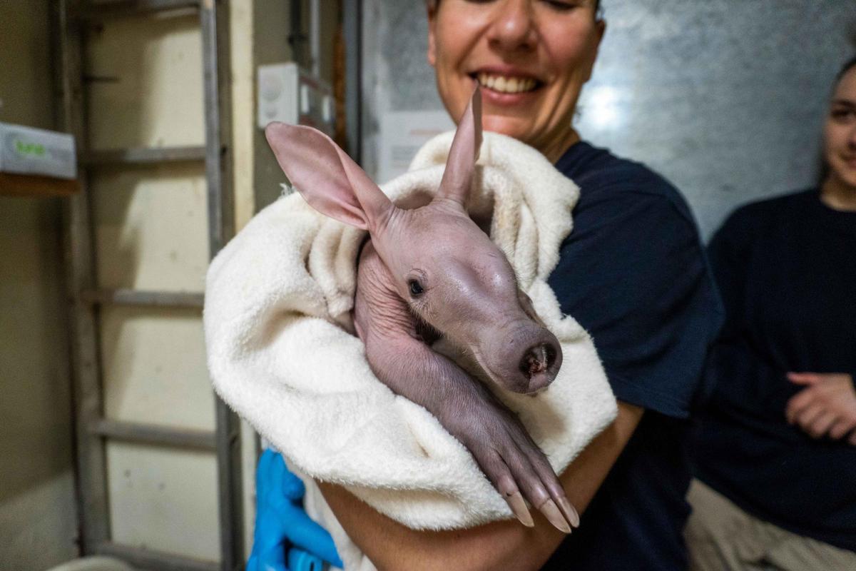 Revisión de la cría oricteropo por parte del equipo biología de Bioparc.
