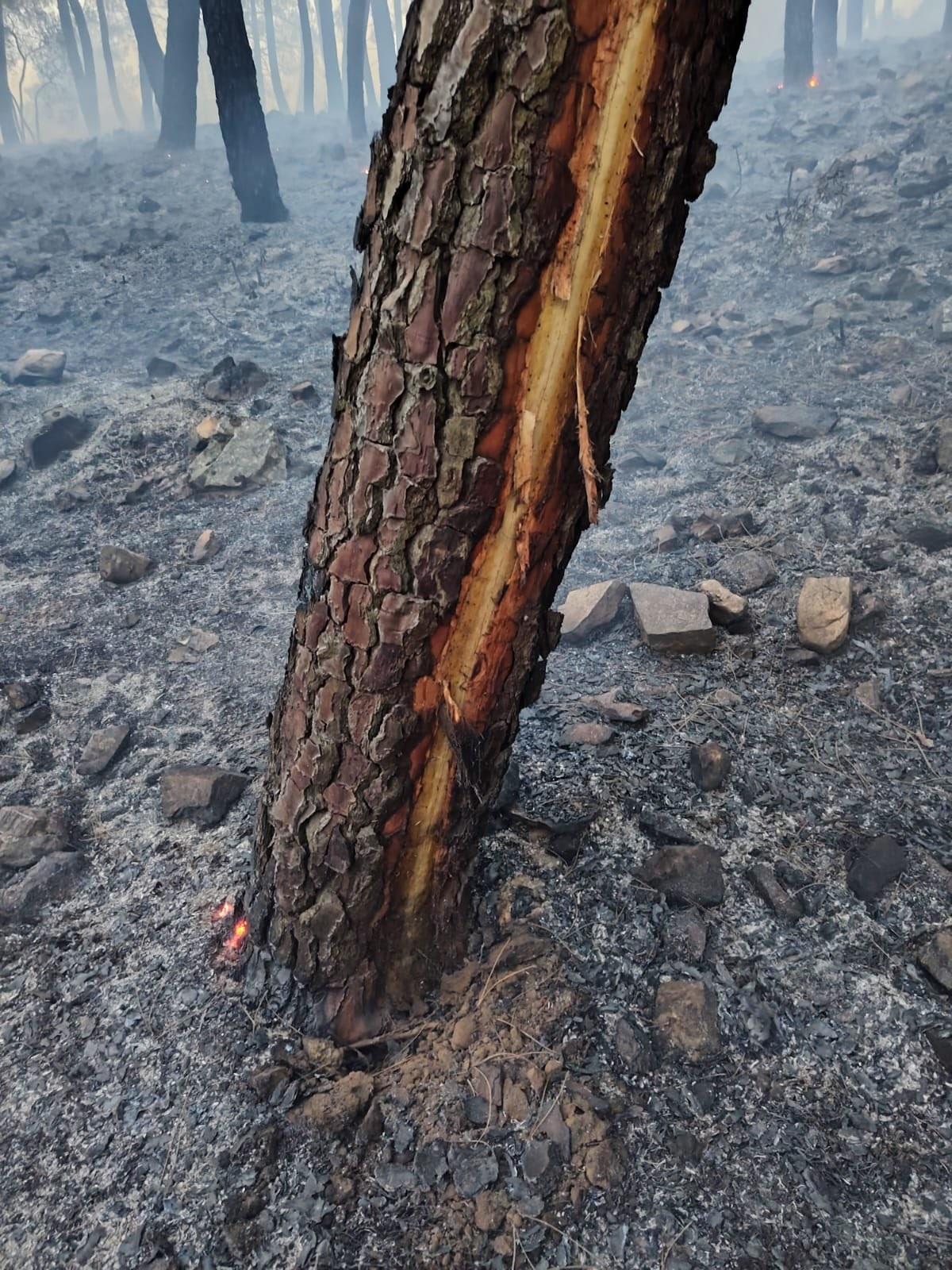Así ha quedado un árbol en Siruela.