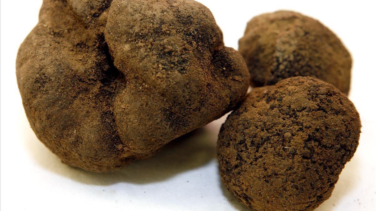 Trufa negra