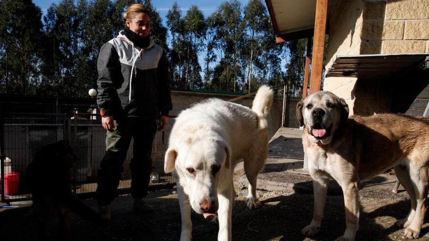 Amigos del Perro se mantiene al frente del albergue de Serín