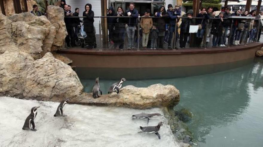 Los pingüinos de Humbdolt ya viven en su nuevo hábitat