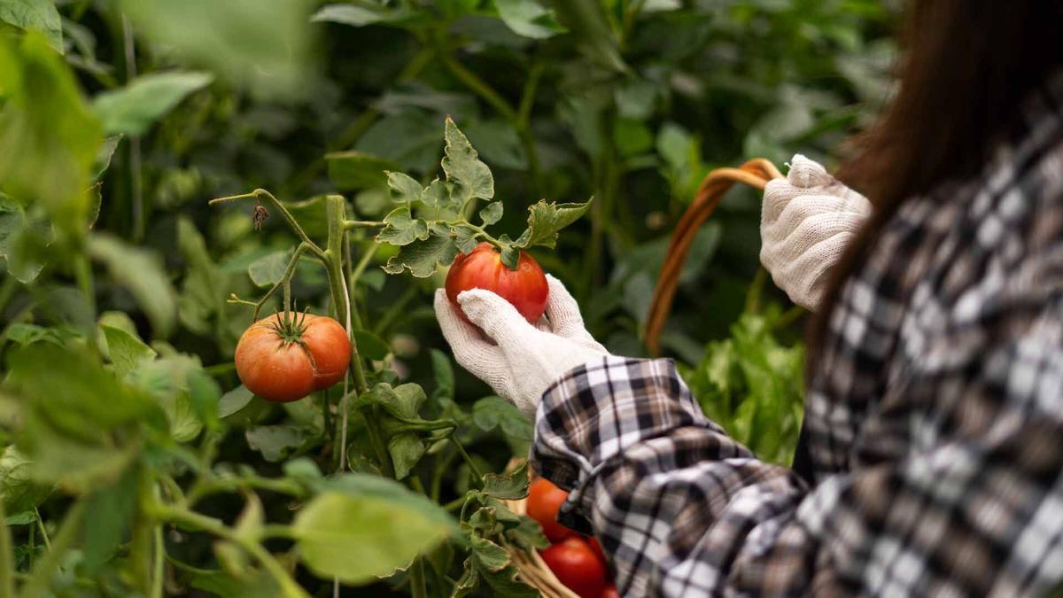Cultivo de tomates en Canarias