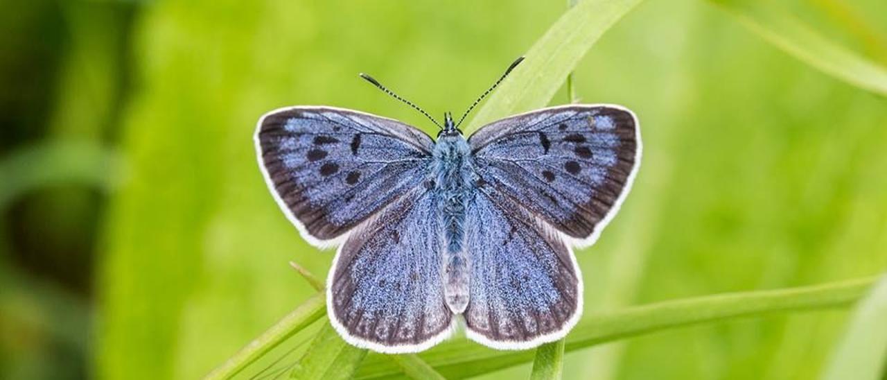 Ejemplar de mariposa hormiguera de lunares