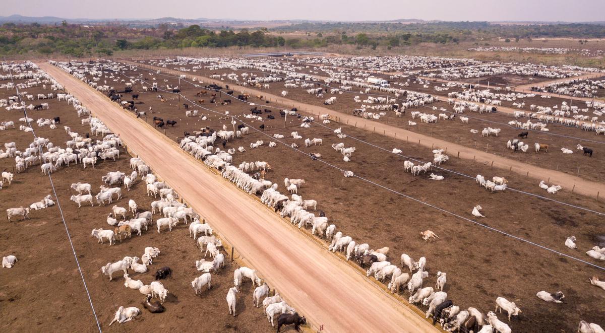 Un corral de engorde de ganado en un área previamente boscosa en Pará, Brasil, en la selva amazónica, ilustra los problemas que surgen cuando se crean ranchos de ganado en las selvas tropicales.