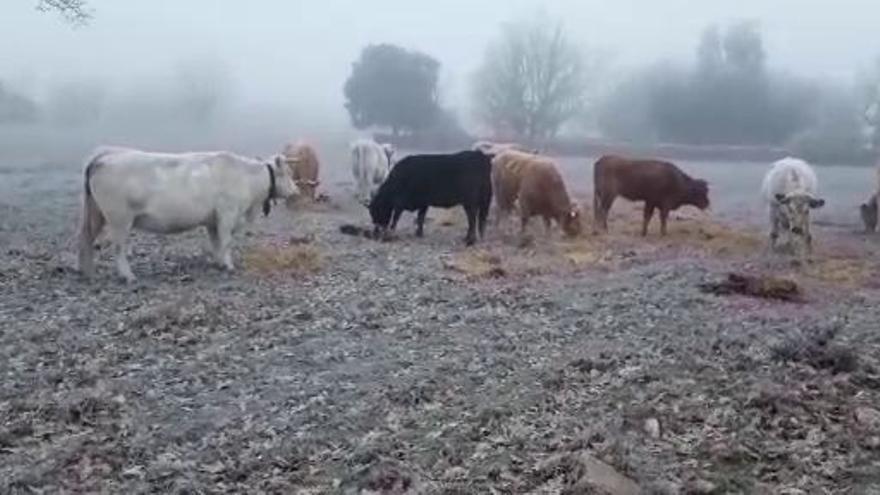 El ganado sobrevive al frío en Muga de Sayago.