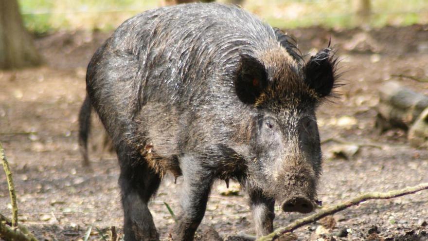 Gobierno y CCAA trabajarán para reducir superpoblación de jabalíes salvajes