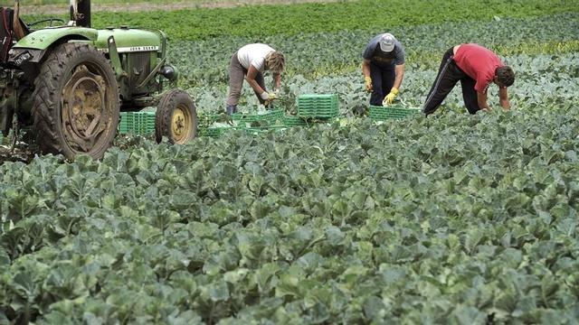 Temporeros recogen la cosecha de repollo en una plantación de Nuremberg.