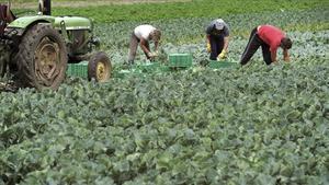 zentauroepp16238714 bam015 n remberg  alemania  14 06 2011   temporeros recogen 200529165950