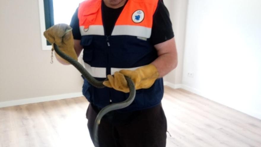 Un carpintero se encuentra una serpiente en una casa de Domaio cuando iba a trabajar