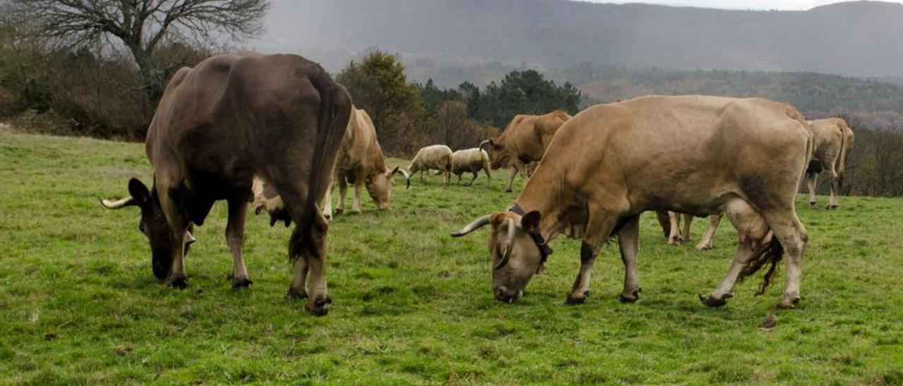 Un grupo de vacas en un monte de O Irixo.