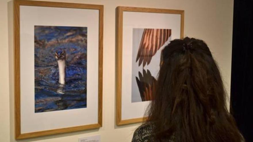 Algunas obras de la exposicón ´Mirades obertes a la Natura´.