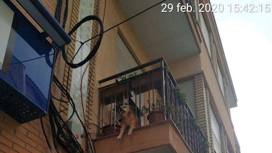 Rescatan a un perro ciego atrapado en los barrotes de un balcón en Cieza