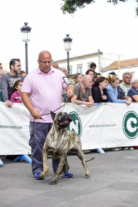 Celebración del I Certamen Nacional de perro ...